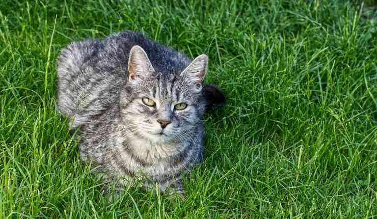 gatto al sole