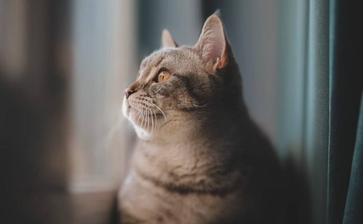 gatto sulla finestra 