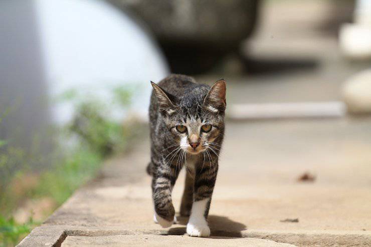gatto furtivo