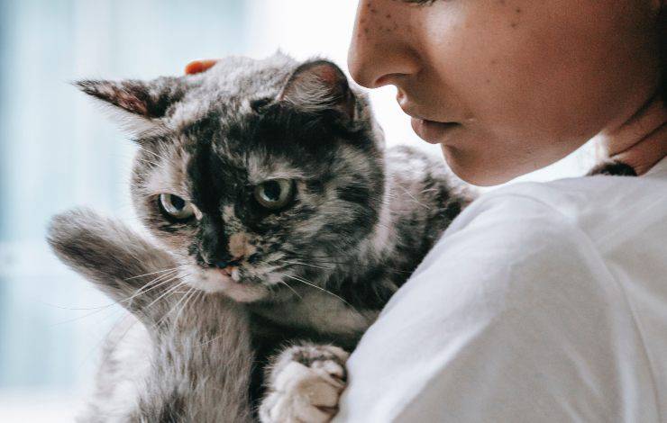 gatto grigio in braccio