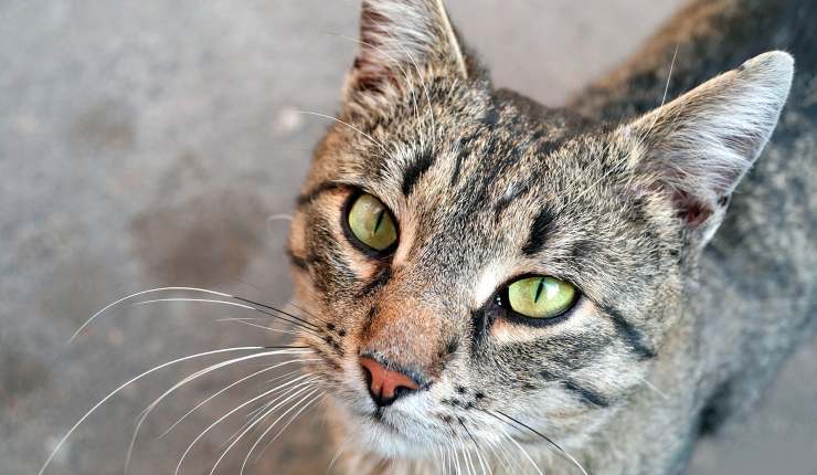 gatto grigio primo piano