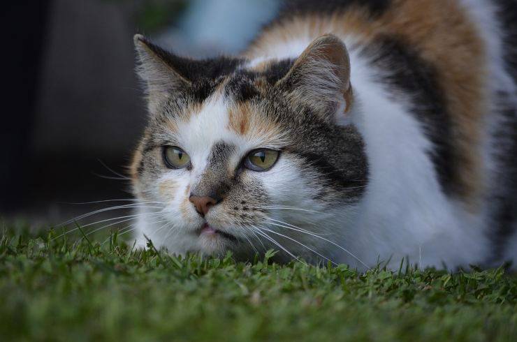 gatto in agguato 