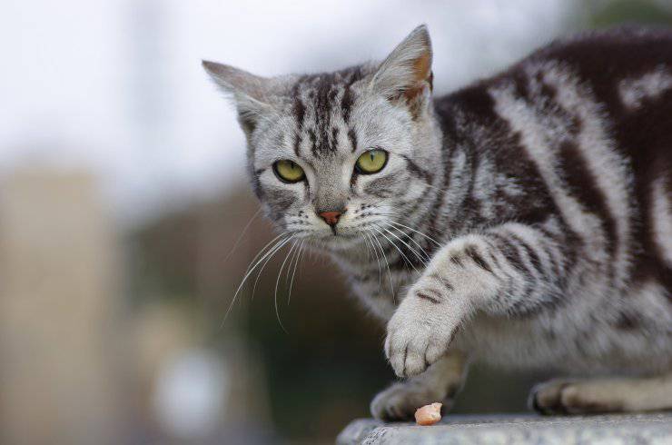 Gatto in guardia