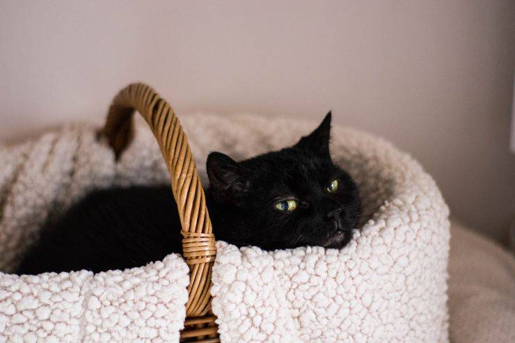 gatto nero in casa 