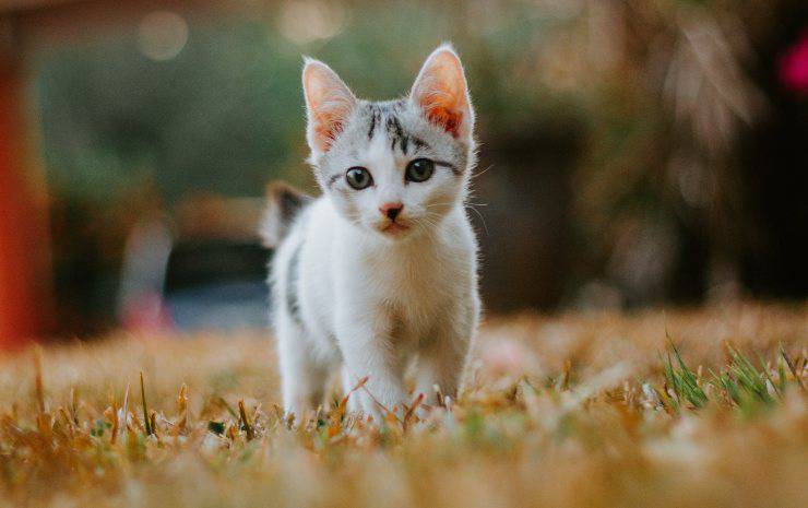 gatto piccolo