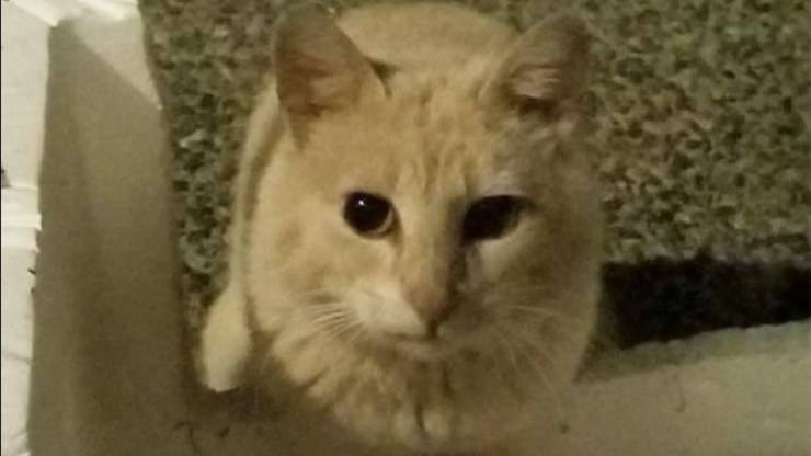 Gatto Raz 
