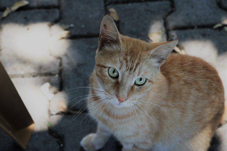 gatto rosso