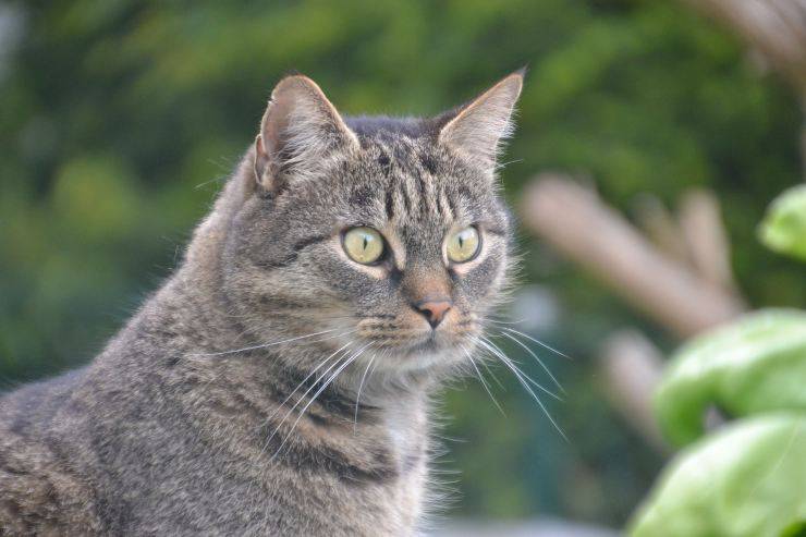 gatto sorpreso 