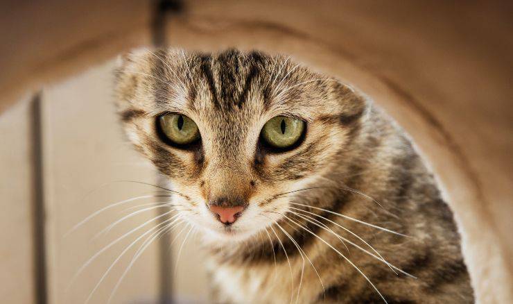 gatto gioca con tiragraffi