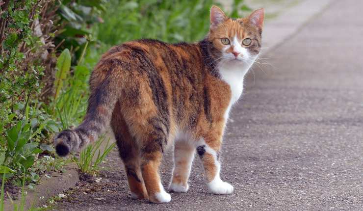 gatto tricolore