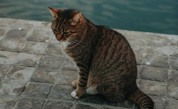 gatto vicino all'acqua