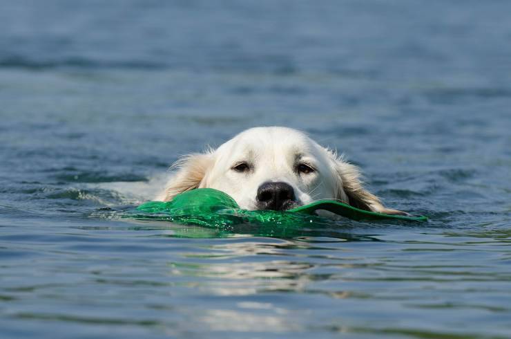 golden retriever in acqua 