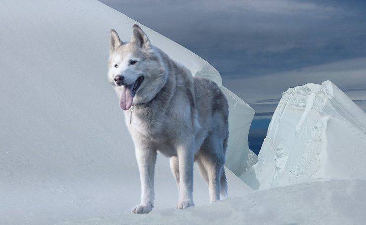 husky