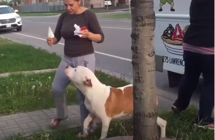 paziente pitbull gelato fila