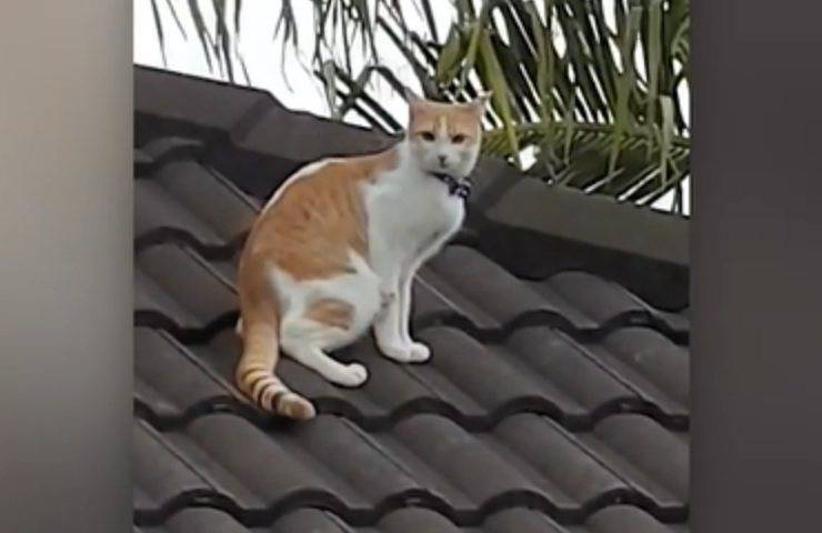 lenny gattino cleptomane calzini