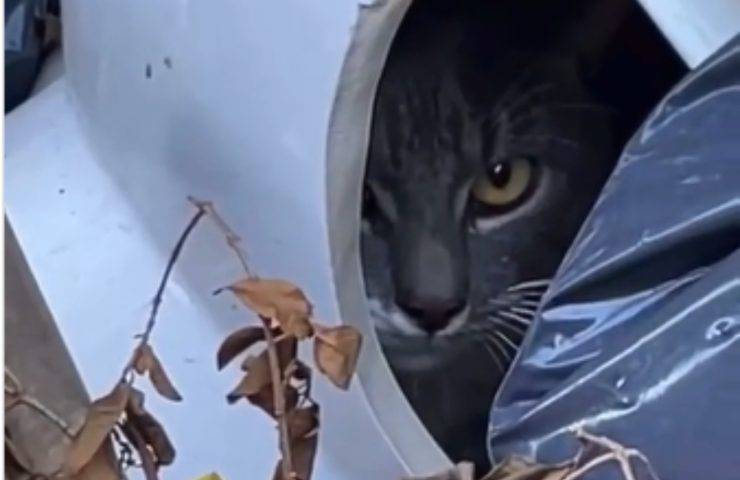 loo water gattino rifiuti