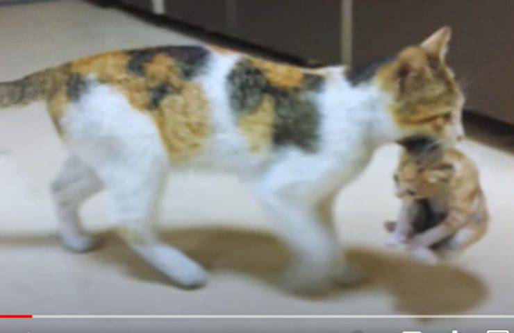 gatta ospedale premurosa cucciolo