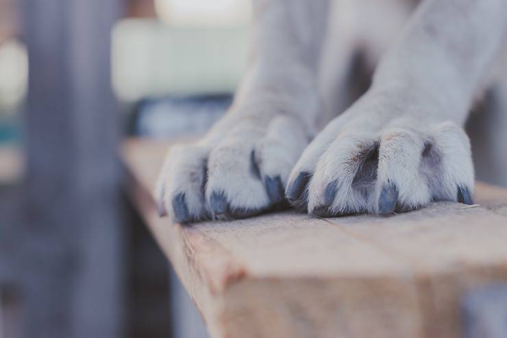 Fido si lecca le zampe
