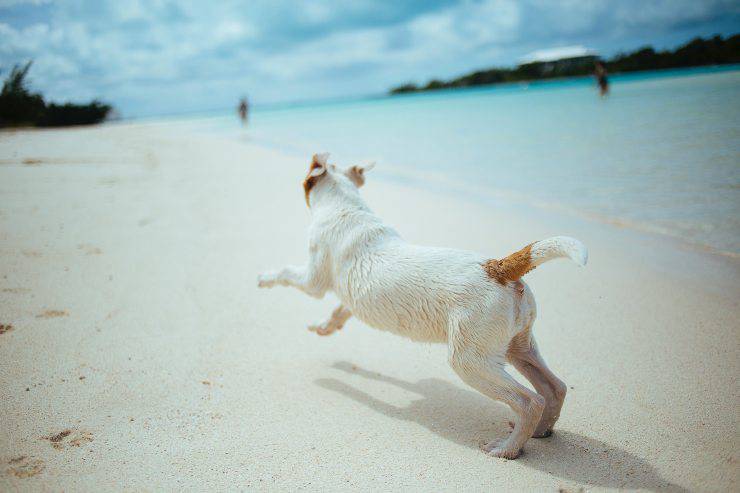 Razze di cani che amano il mare