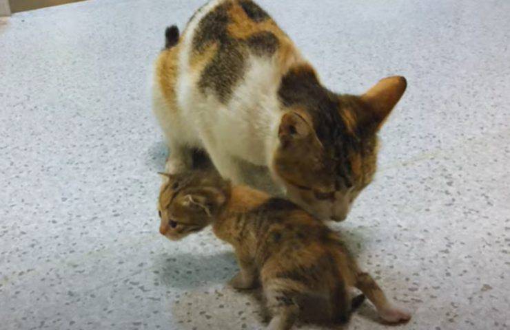 gatta ospedale cucciolo aiuto