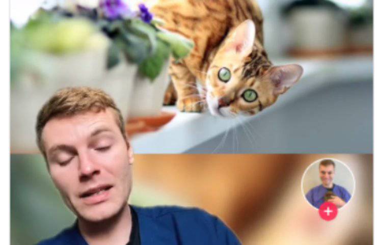 non adottare razze gatti