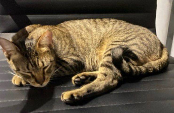 gatto orlando