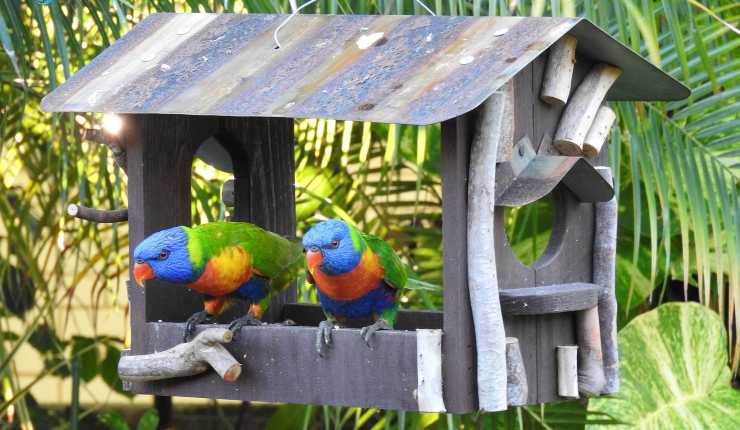 pappagalli nella loro casetta 