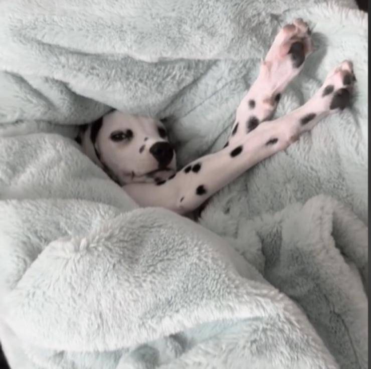 alzarsi mattina cagnolina penny