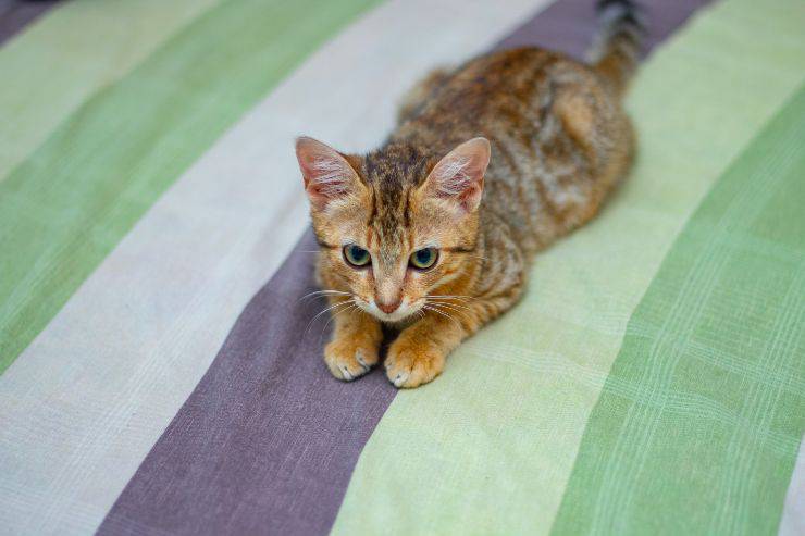 Il dimagrimento del felino