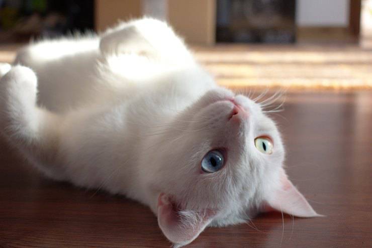 Il comportamento del felino