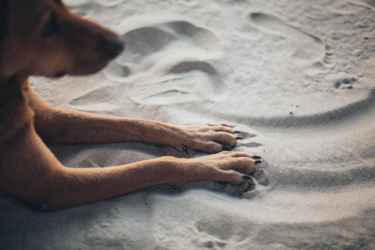 Il comportamento del cane