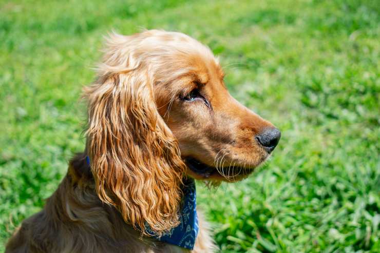 Cagnolino desidera il mare