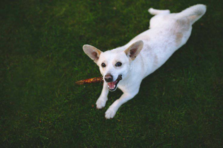 Evitare di lanciare bastoncini a fido
