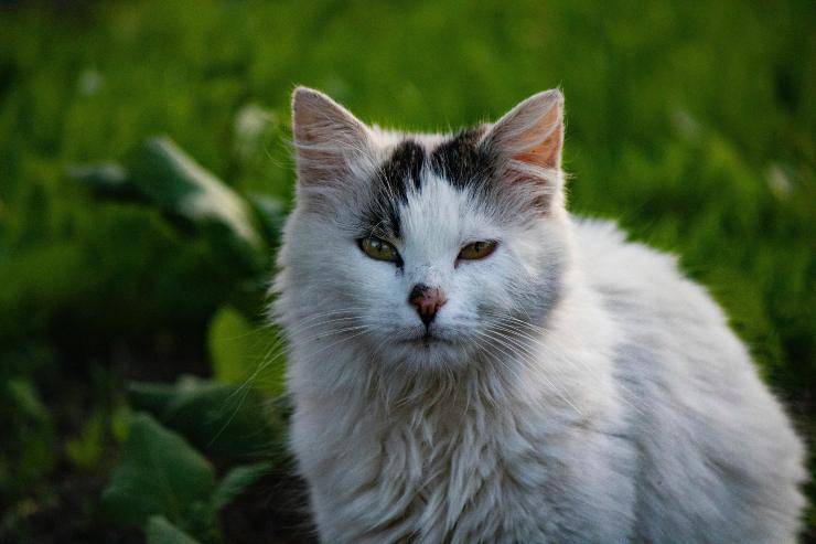 Se lo fai il felino si allontana