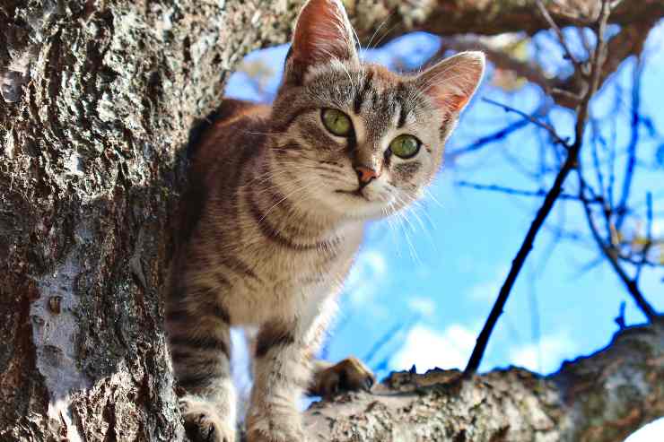 Come farsi rispettare dal gatto