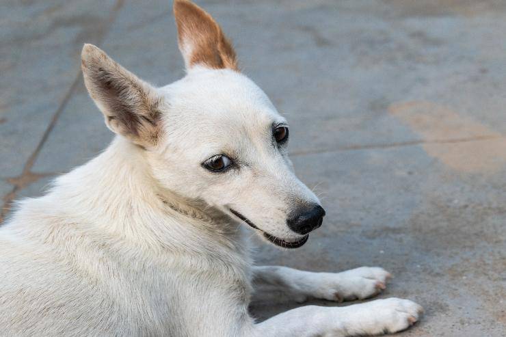 Il cane e l'aggressività