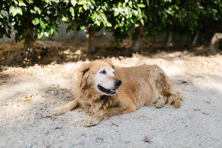 Amico a quattro zampe e il mare