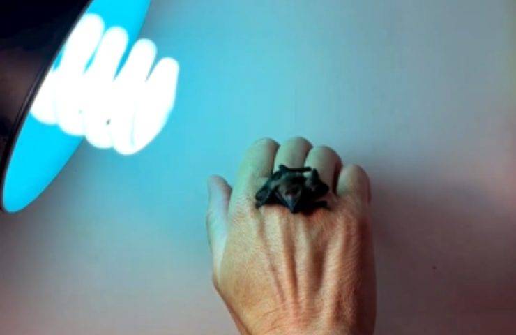 cucciolo pipistrello mammifero piccolo