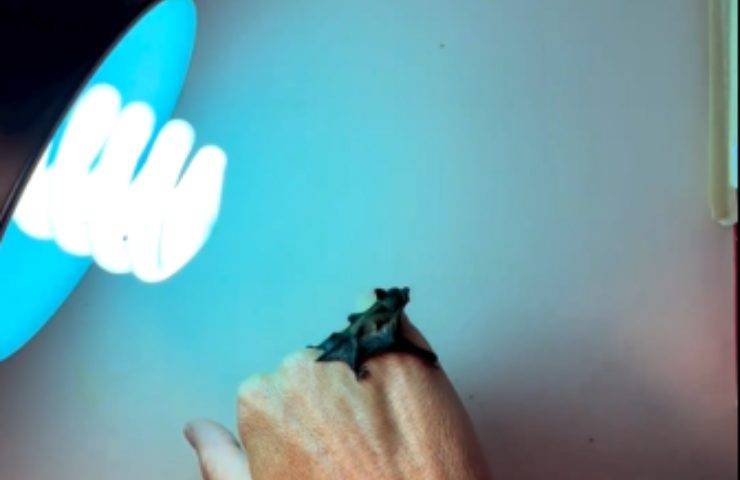 cucciolo pipistrello minuscolo salvato
