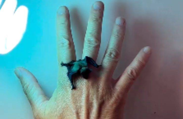 cucciolo pipistrello salvato lipu