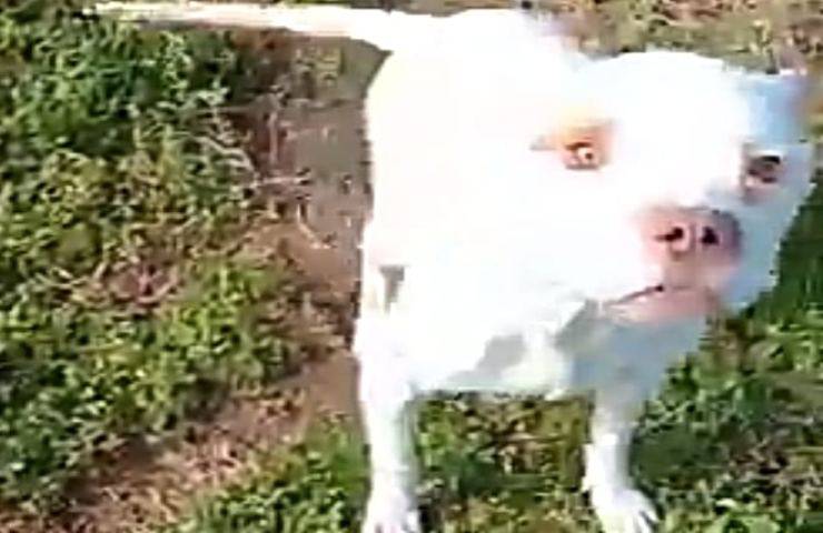 Cane legato a catena: le sue condizioni