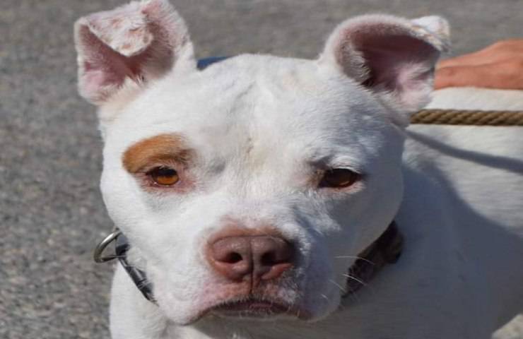 Cane legato a catena: le sue condizioni