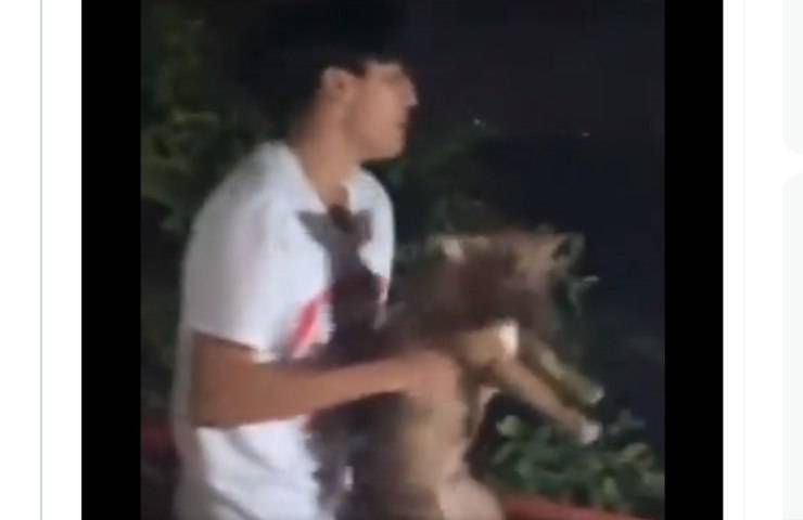 Gettano il cane dal molo per insegnargli a nuotare