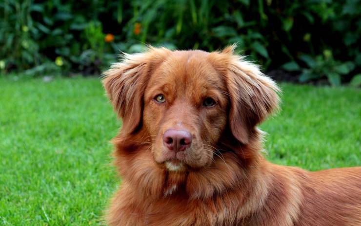 ritratto del cane