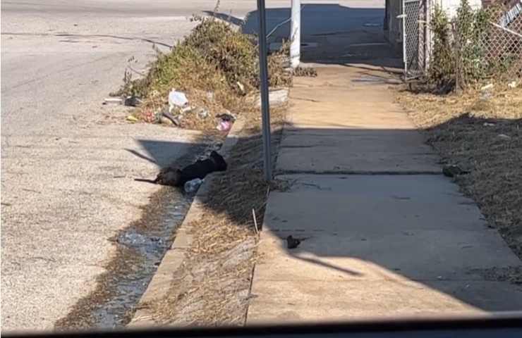 Fermo sul ciglio della strada stava svenendo per il caldo