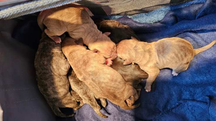 10 cuccioli abbandonati