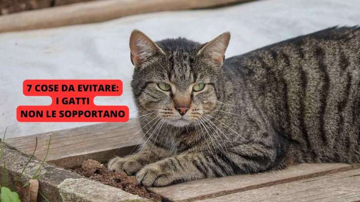 gatto serio
