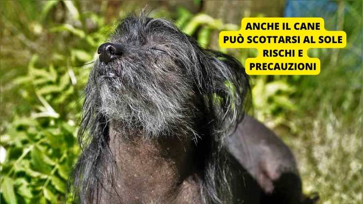 cane al sole