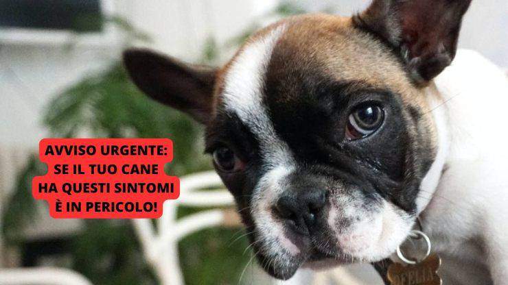 cane malato