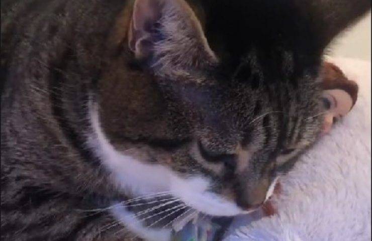 gatto abbraccia Barbie
